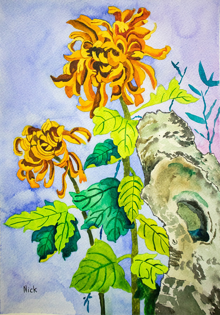 Imperial Chrysanthemum