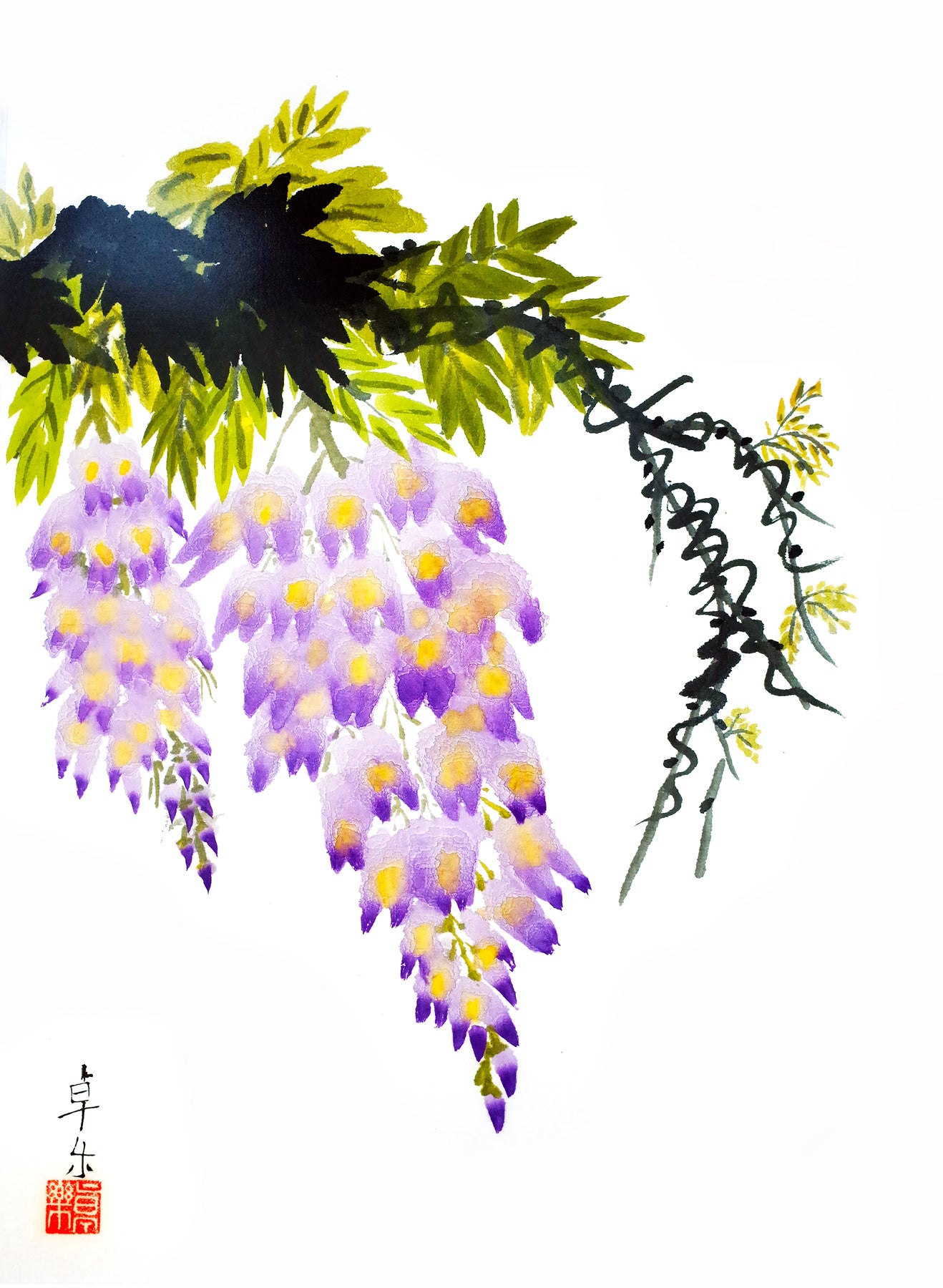 Wisteria