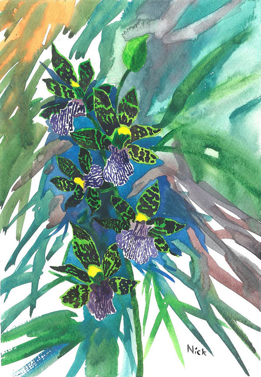Zygopetalum