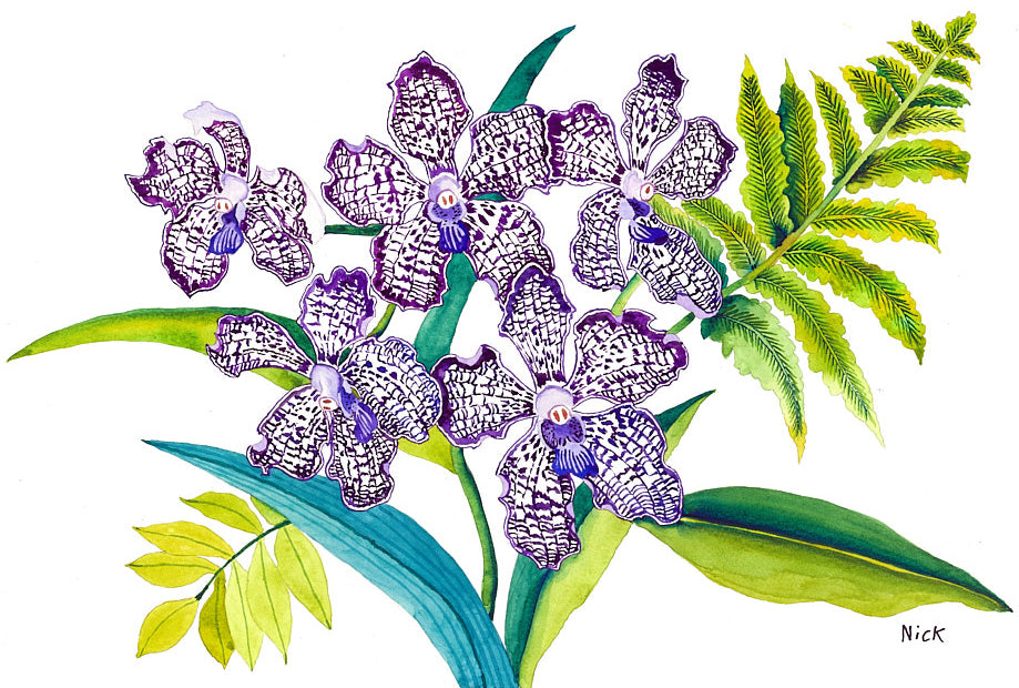 Vanda Orchids