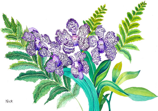 Vanda Orchids