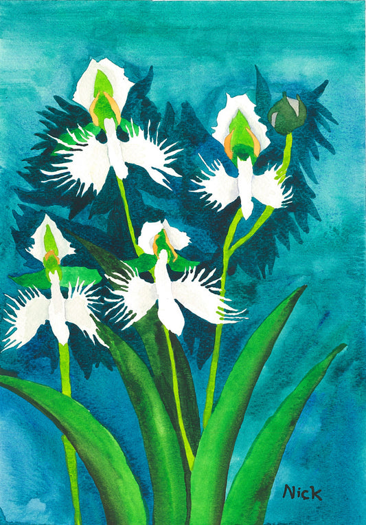White Egret Orchid