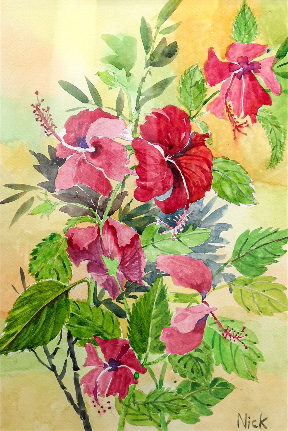 Hibiscus